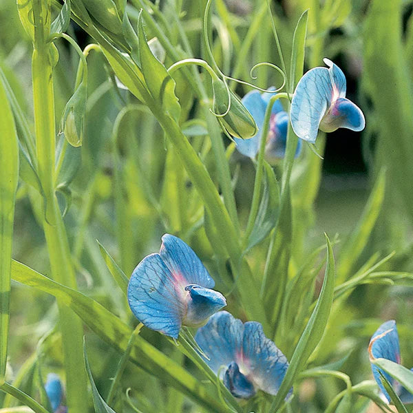 Blue Lathyrus Sativus Flowers in Garden Bed