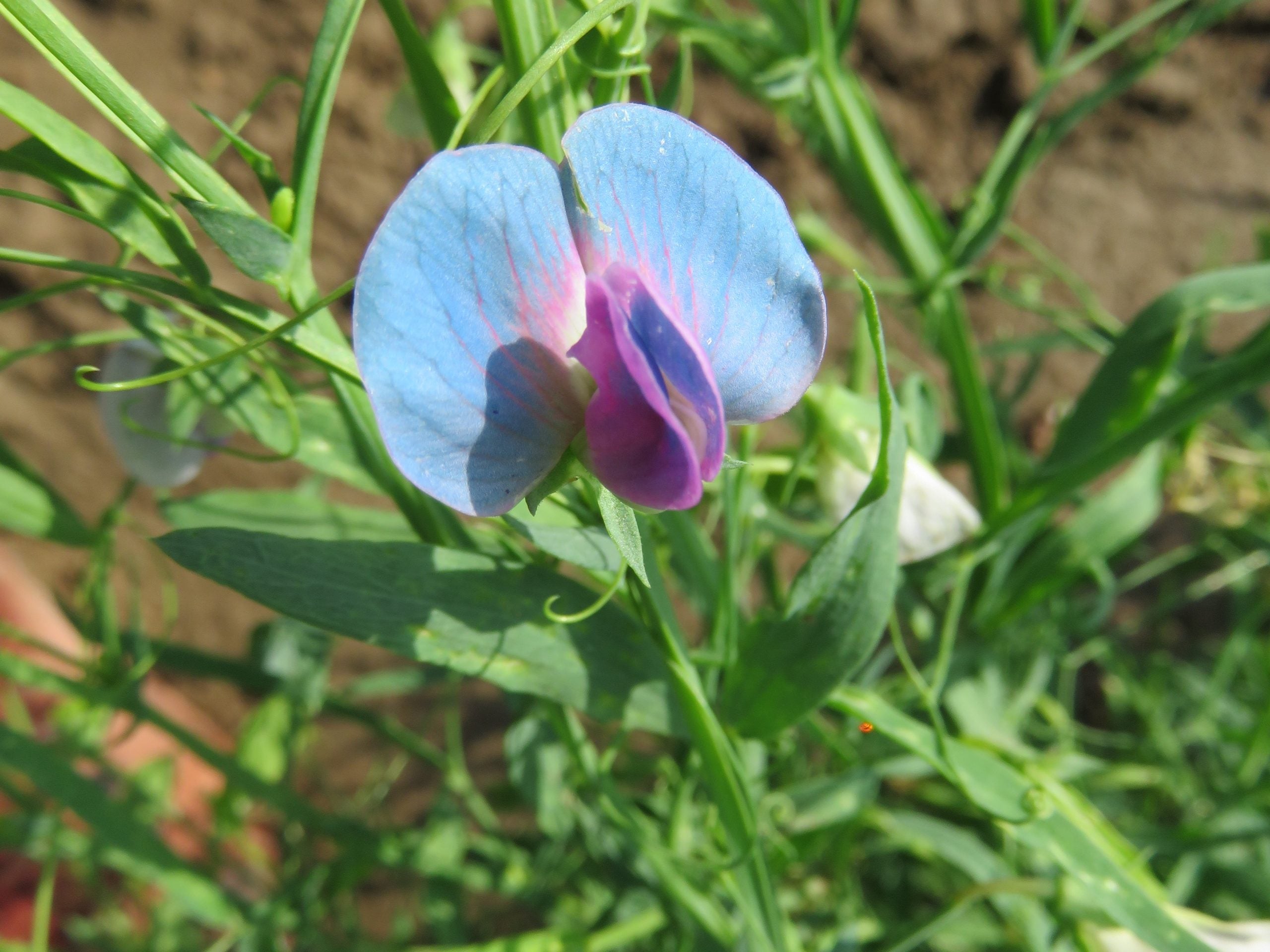 Lathyrus Sativus Plant with Blue Blossoms