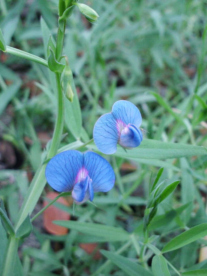 Lathyrus Sativus Seedlings Sprouting in Soil