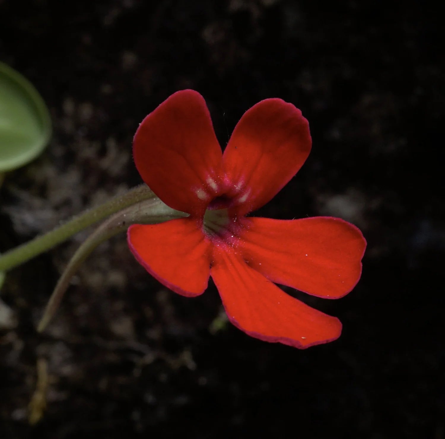 Laueana Butterwort Red Flowers Blooming in Garden