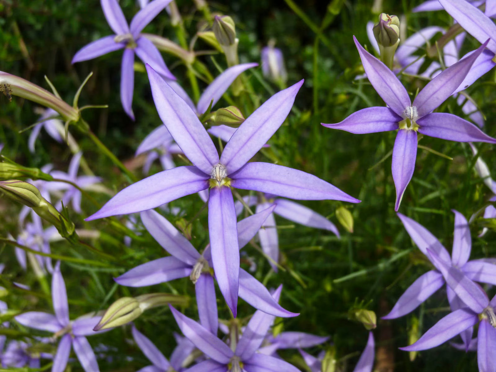 Vibrant Blue Laurentia Axillaris seeds for long-lasting flowering
