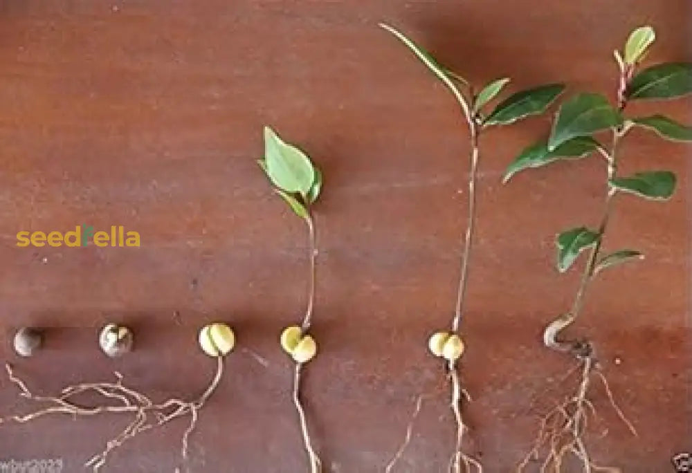 Laurus Nobilis Non-GMO Seeds – Culinary Bay Leaf Plant