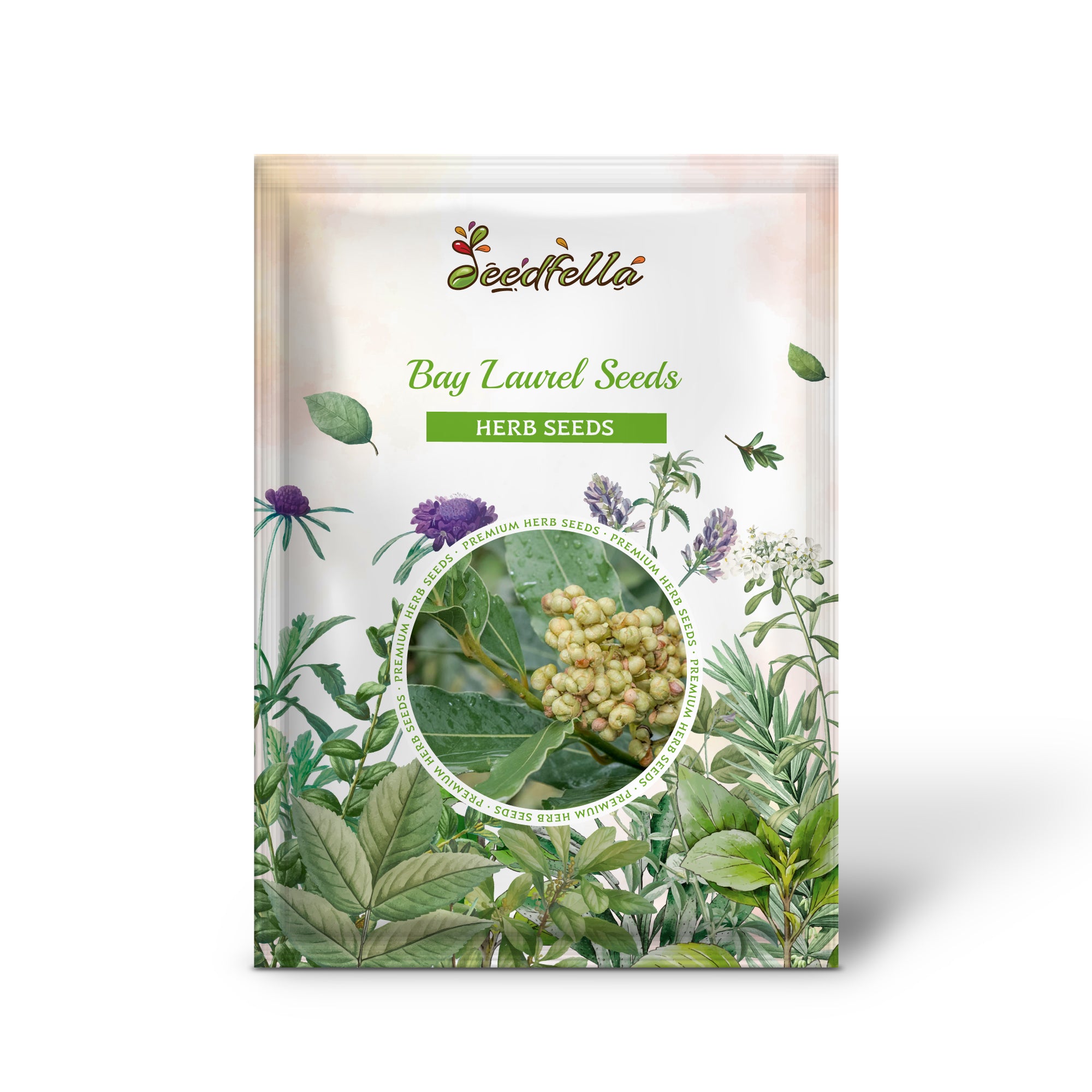 Laurus nobilis seeds growing as evergreen shrub