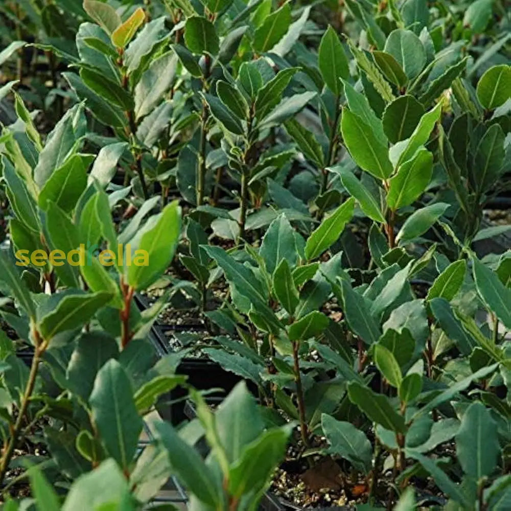 Laurus Nobilis Seeds for Planting – Non-GMO Bay Laurel Seeds