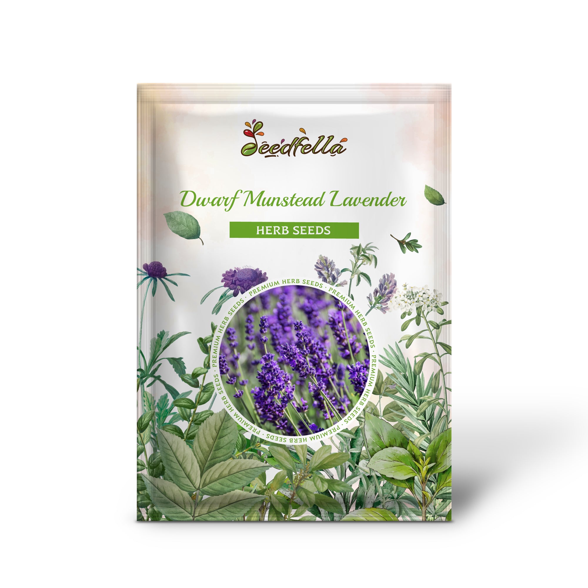Premium Lavandula Angustifolia Munstead English Lavender Seeds