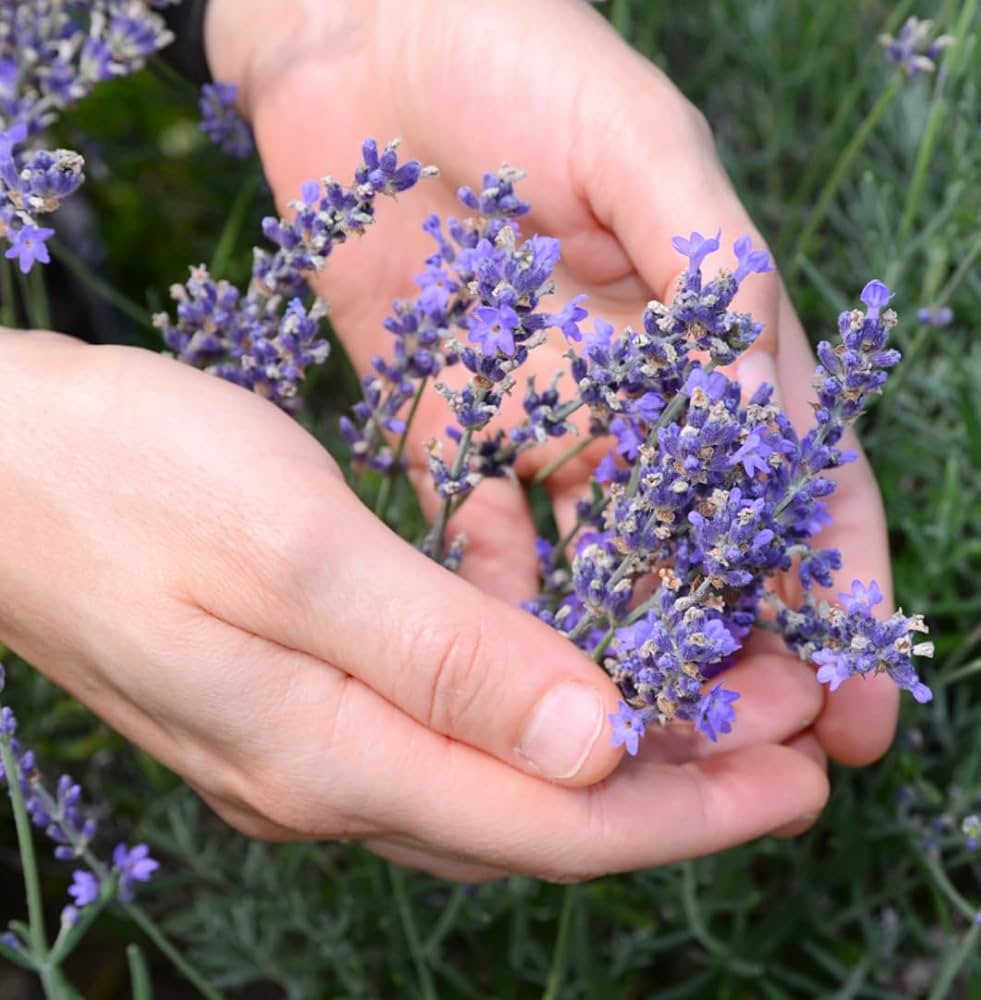 Lavandula angustifolia purple flower spikes grown from seeds