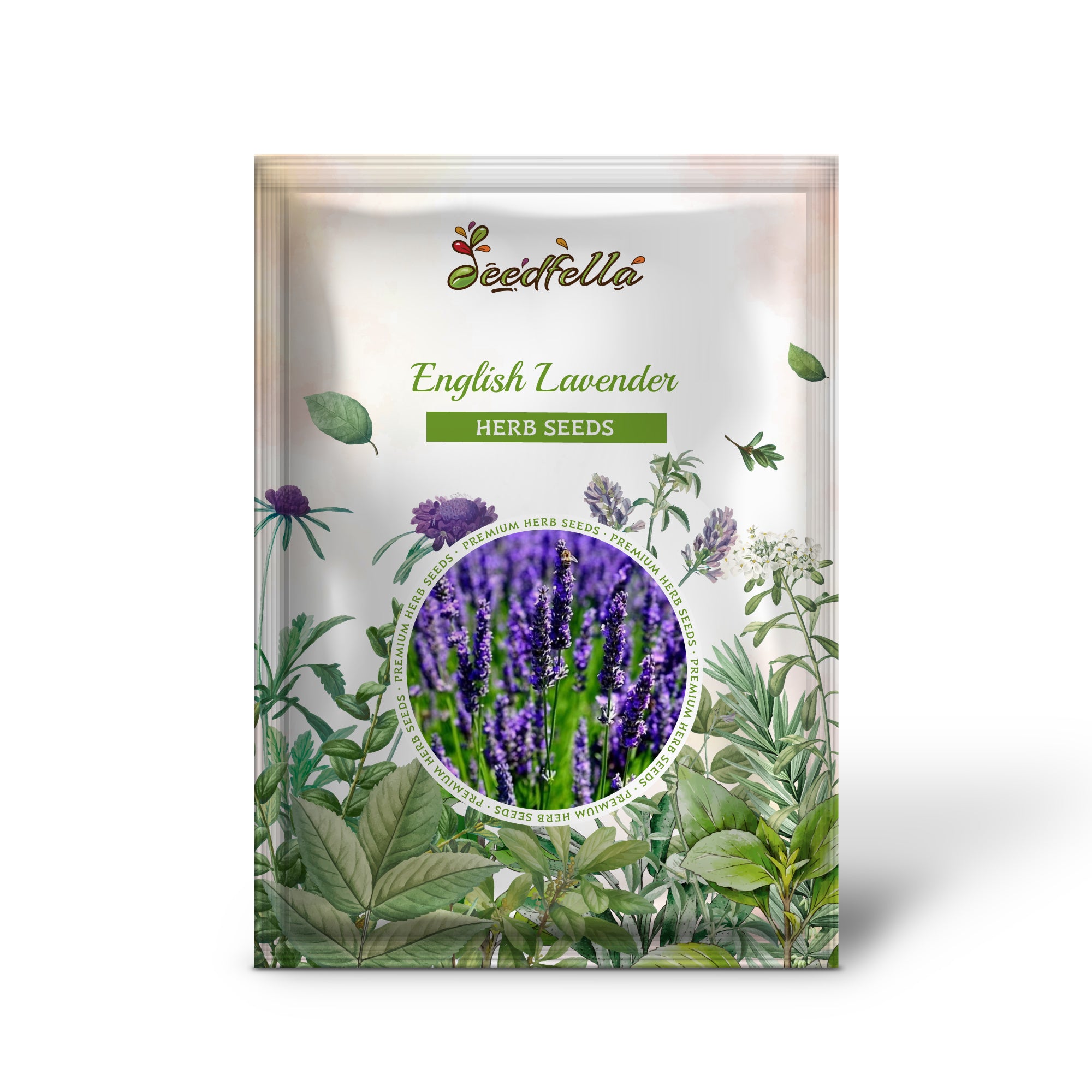 Lavandula angustifolia purple flowers attracting pollinators grown from seeds