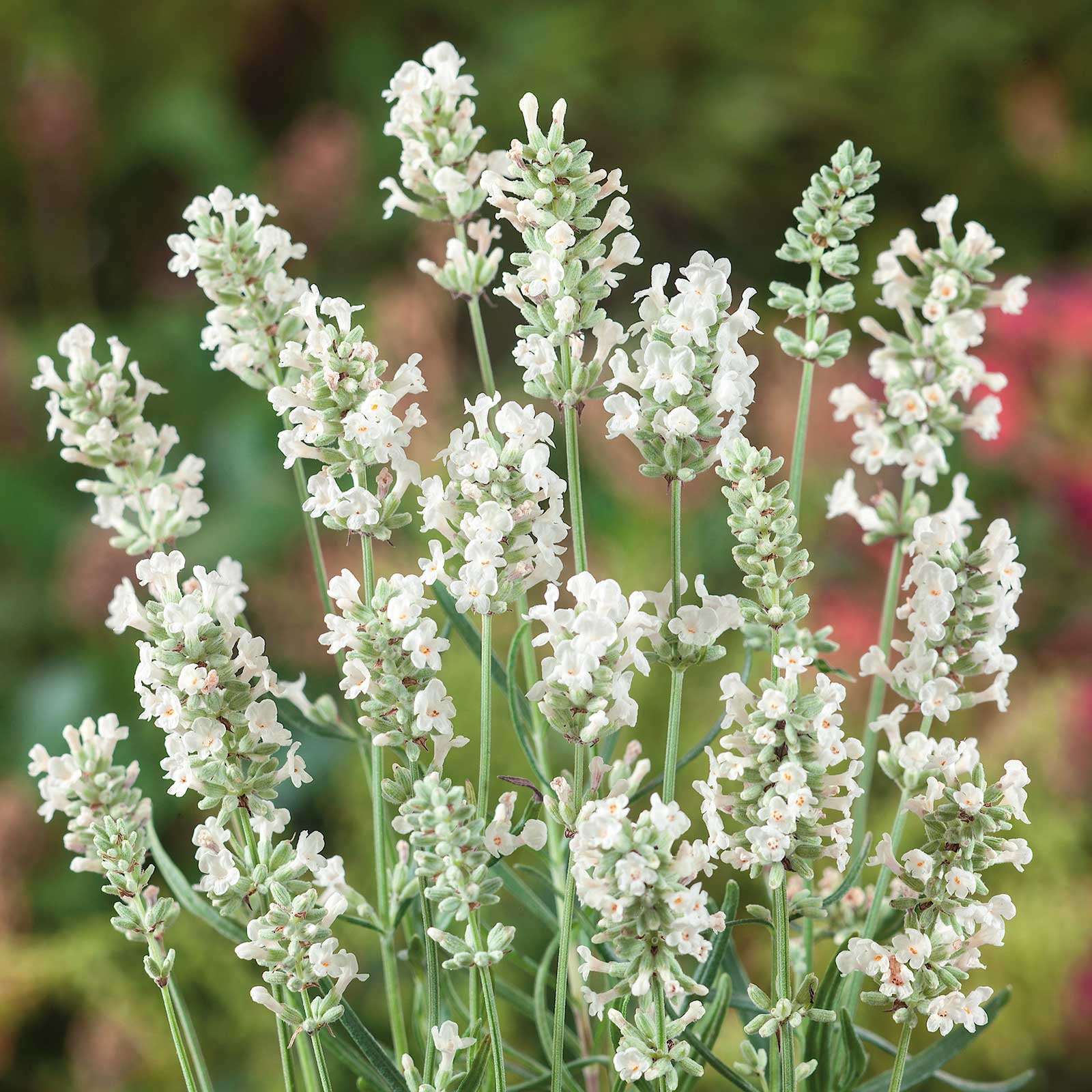 White flower Lavandula angustifolia blooming from seeds