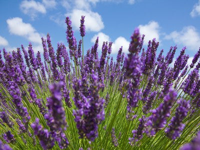 Lavandula latifolia herb growing in full sun