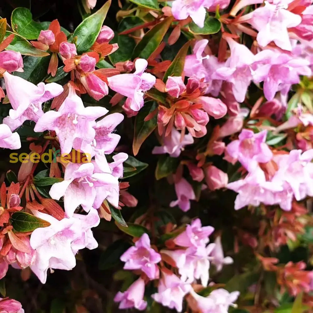 Lavender Abelia Flower Seeds For Planting | Premium Garden