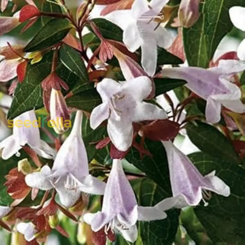 Lavender Abelia Flower Seeds For Planting | Premium Garden