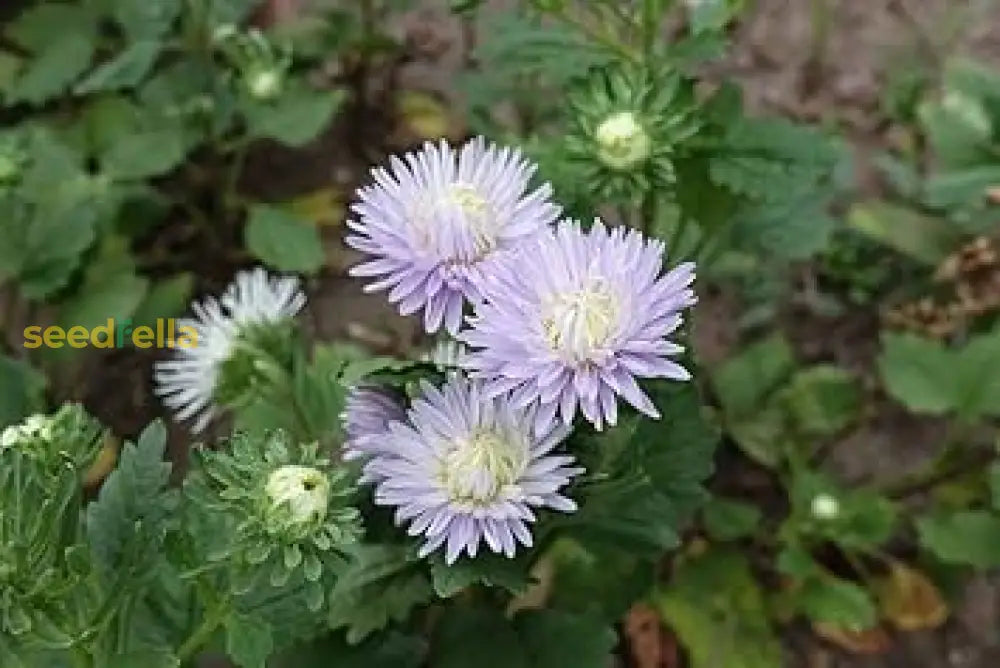 Lavender Aster Flower Seeds For Planting Collection