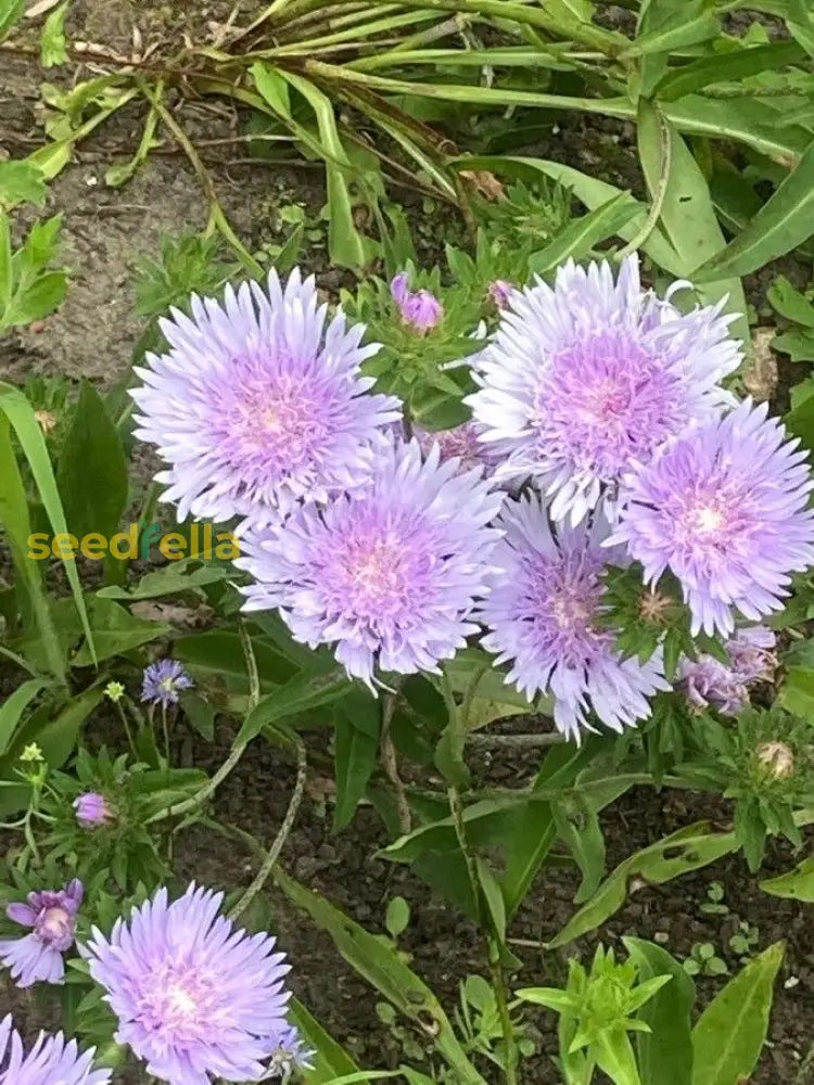 Lavender Aster Flower Seeds For Planting Collection