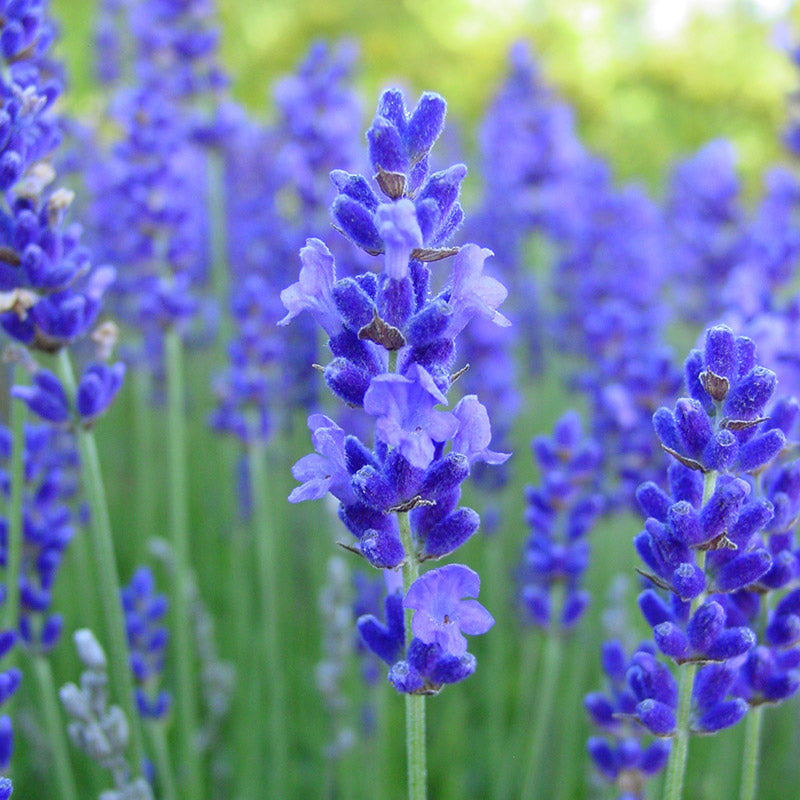 How to Plant Blue Lavender Seeds