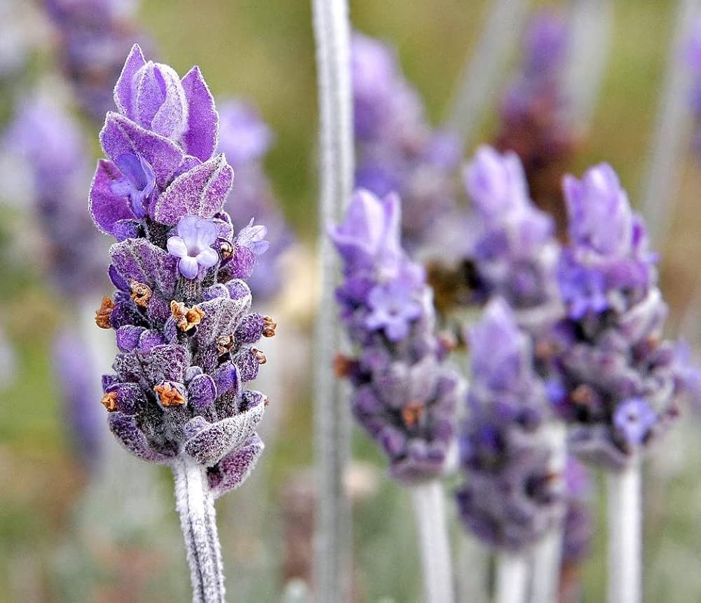 Lavender ornamental plant grown in borders and rock gardens