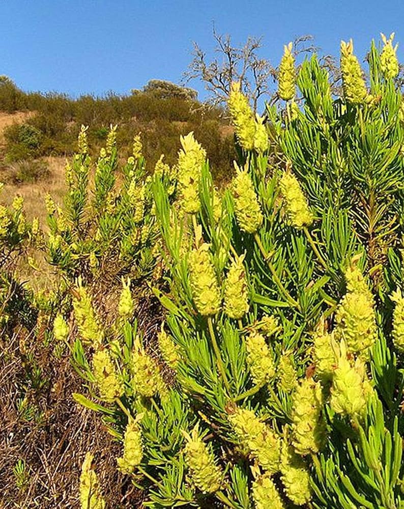 Yellow Lavender planted in a container