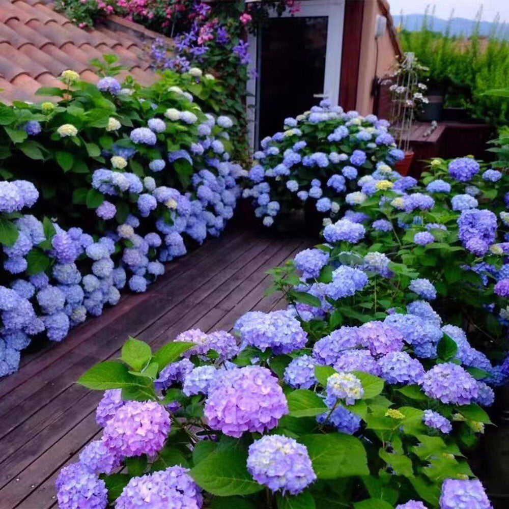 Lavender Hydrangea Flower Seeds for Planting