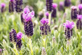 Mature French Lavender Plant with Vibrant Purple Flowers