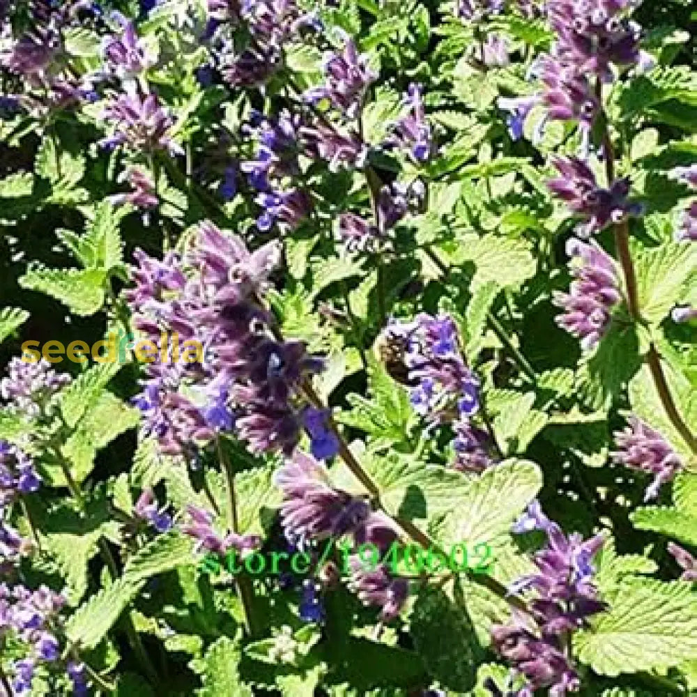 Lavender Mint Seeds For Easy Planting