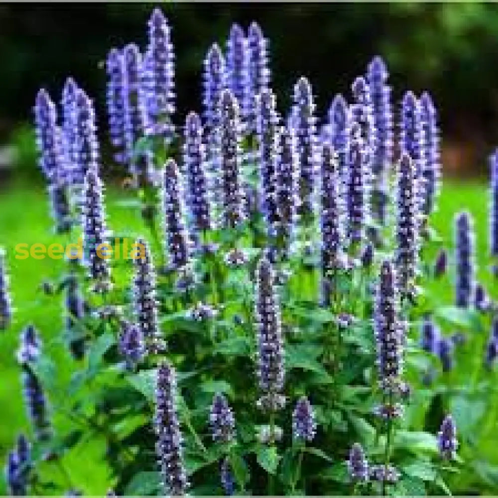 Lavender Mint Seeds For Easy Planting