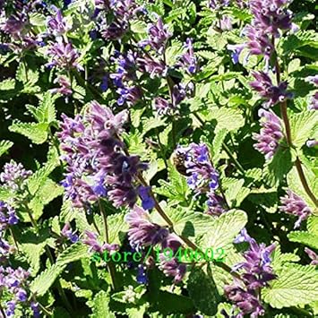 Lavender Mint Seeds for Easy Home Gardening