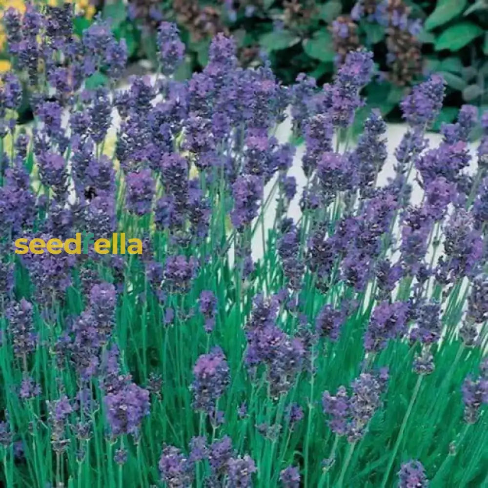 Lavender Munstead Seeds - Perfect For Flower Planting Plant Seeds