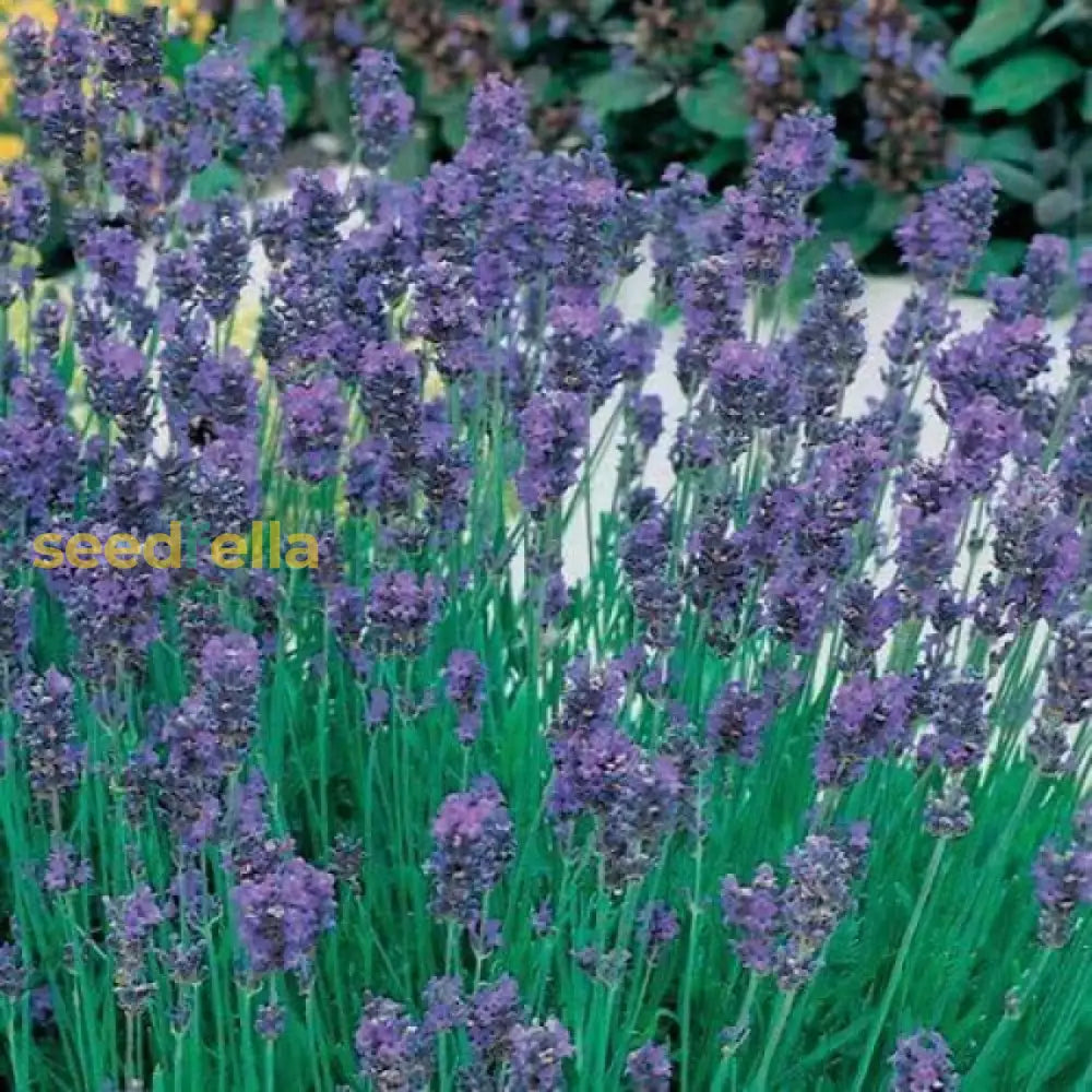 Lavender Munstead Seeds - Perfect For Flower Planting Plant Seeds