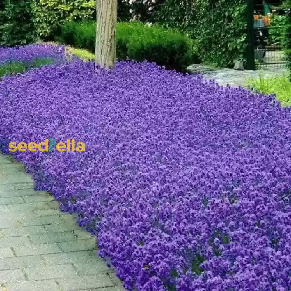 Lavender Munstead Seeds - Perfect For Flower Planting Plant Seeds