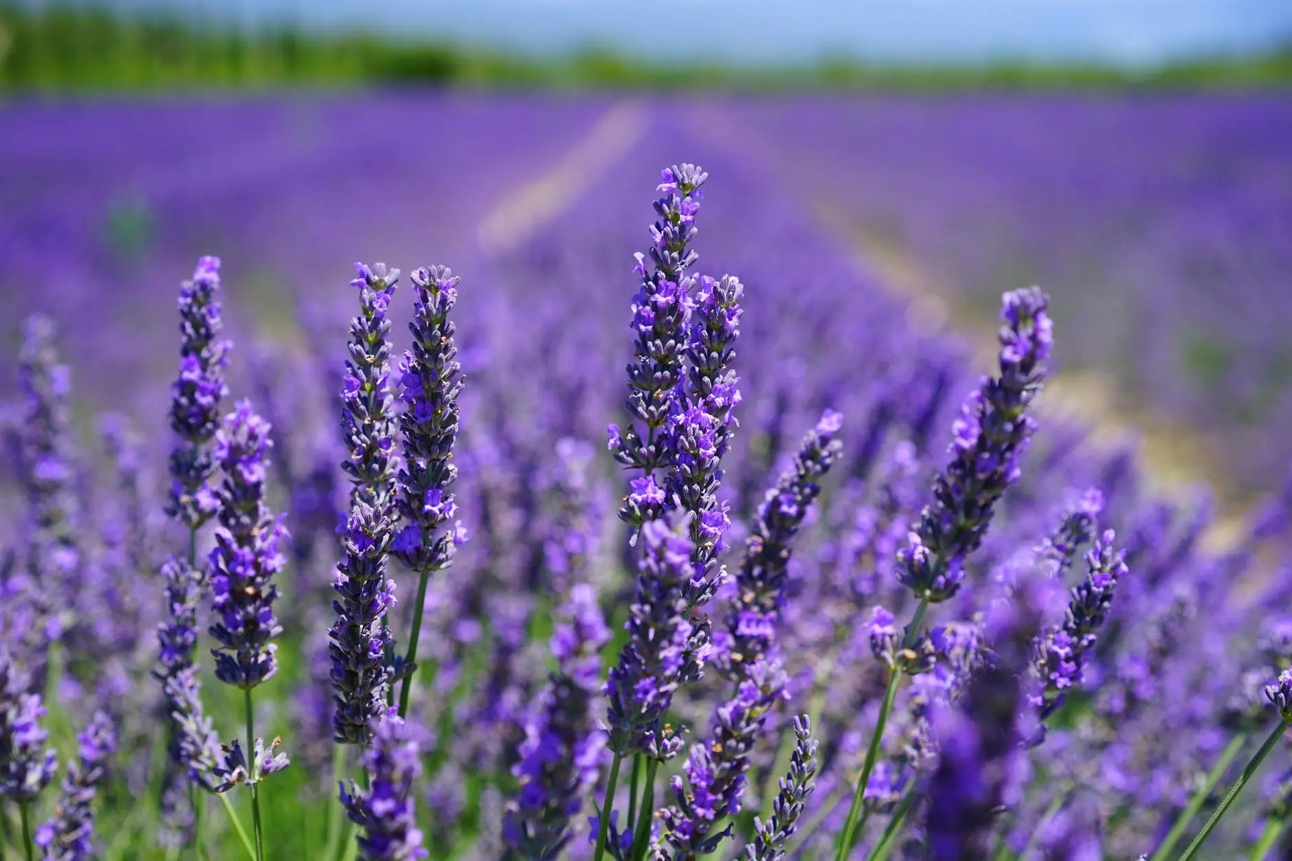 How to Grow Provence Lavender Flowers