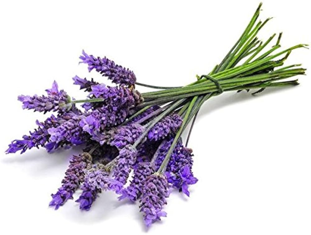 Lavender seeds Lavandula angustifolia ornamental herb