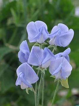 Lavender Sweet Pea Flower Seeds for Planting