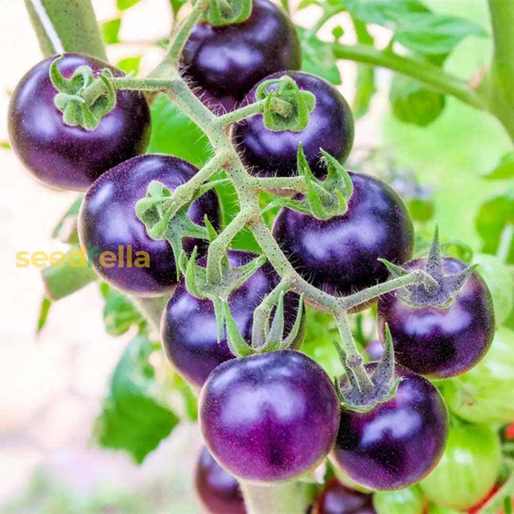 Lavender tomato plants growing in full sun