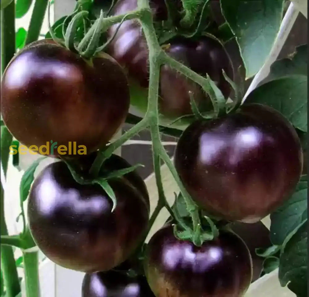 High quality Lavender tomato seeds closeup