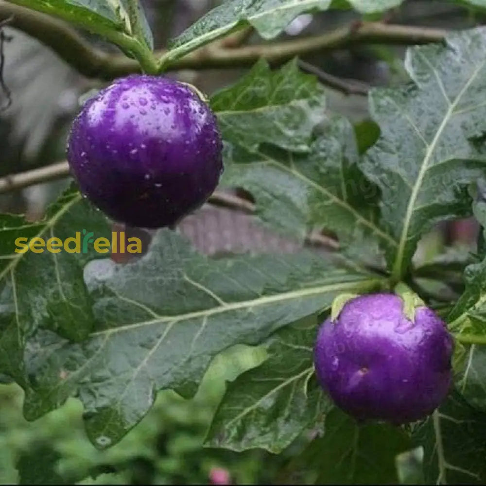 Lavender tomato seeds for planting non GMO