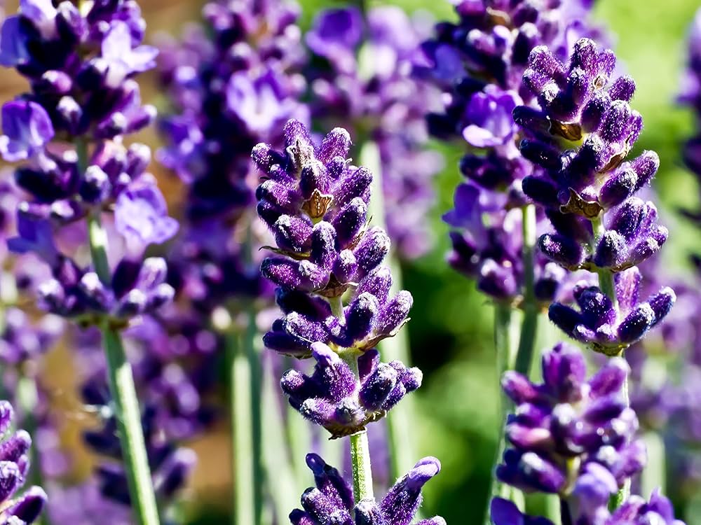 White Lavender garden blooms with soothing fragrance