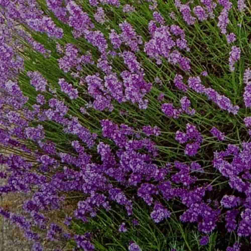 Lavanda Flower seeds for Planting - Cut Flower Favorite, Heirloom & GMO Free Seeds for Home Garden
 
 Sale seeds for home garden