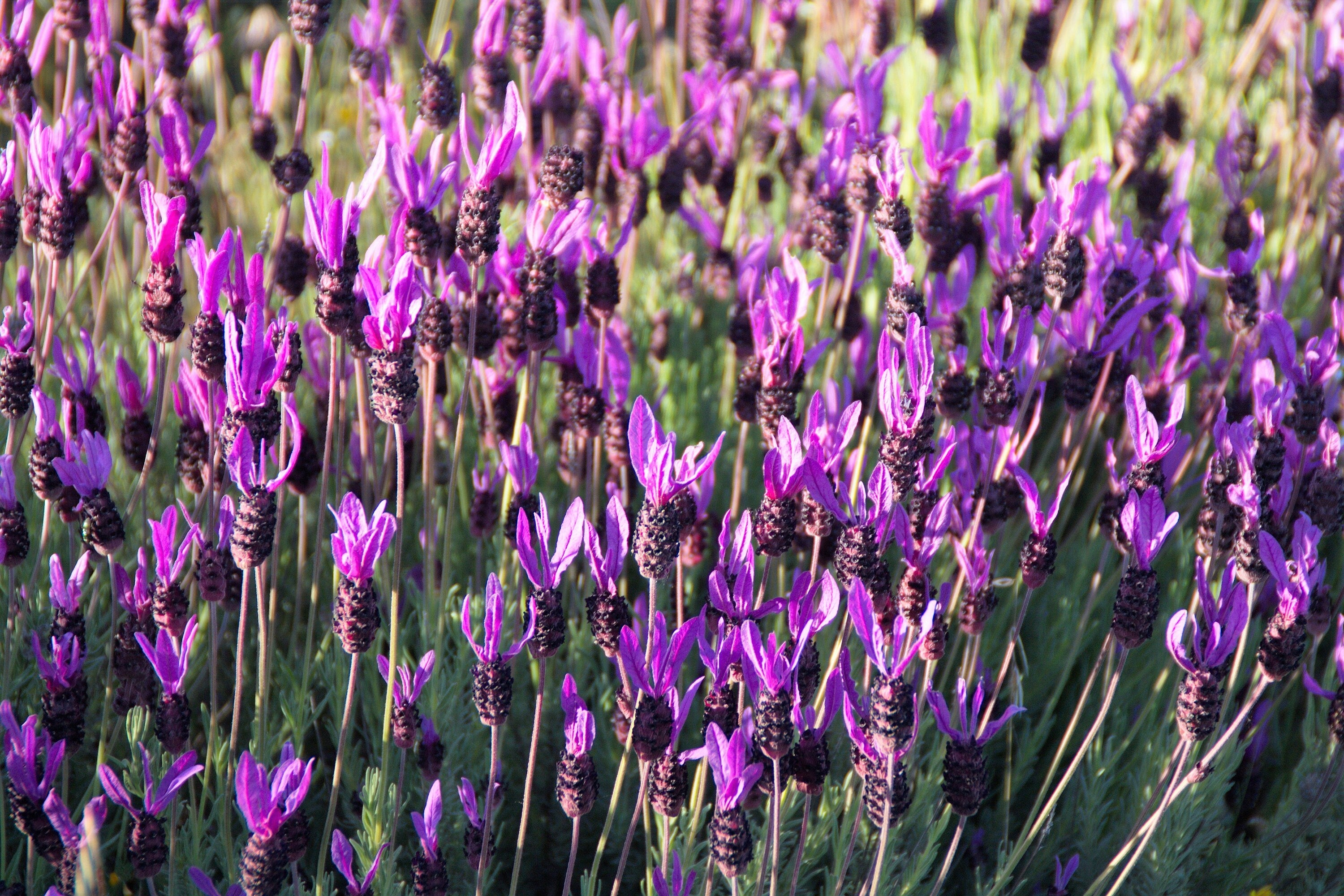 French Lavender Seedlings Growing in Sunny Soil