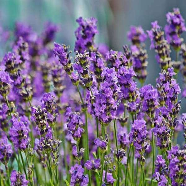 Young Italian Lavender Seedlings Growing in Soil