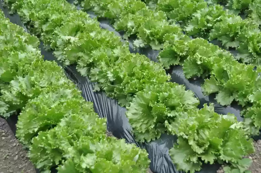 Leafy Green Salad plant grown from seeds