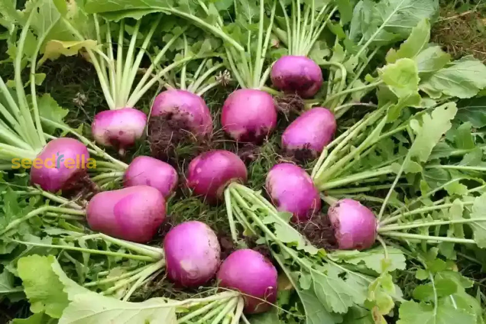 Leafy Seventop turnip garden seeds