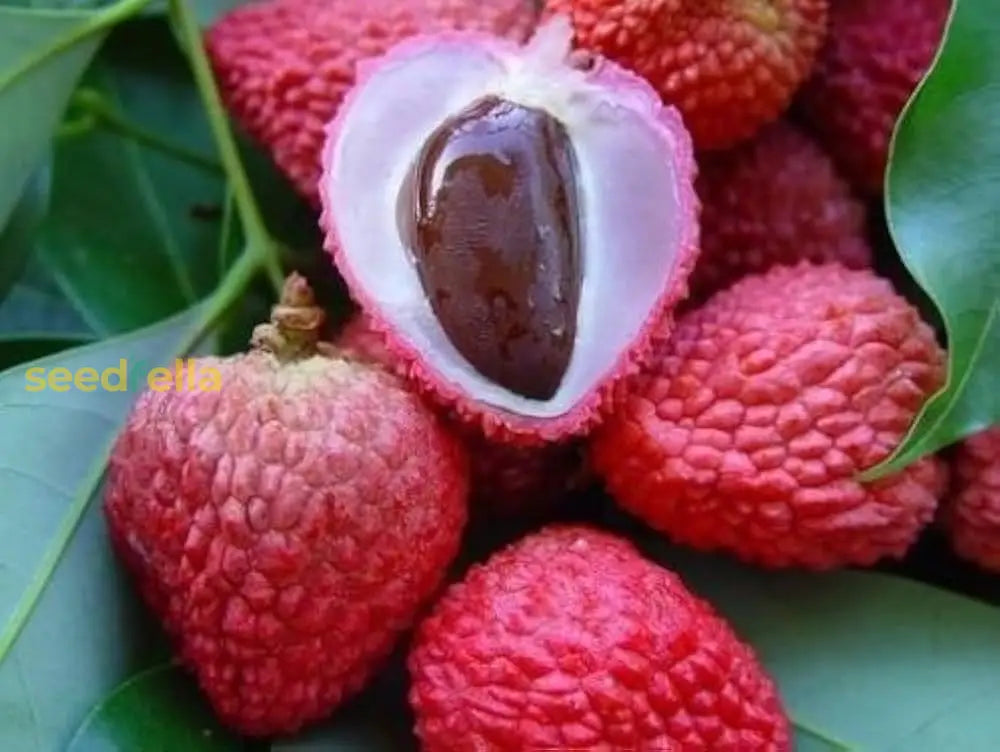 Leeche Fruit Seeds For Planting - Grow Your Own Lychee Tree At Home