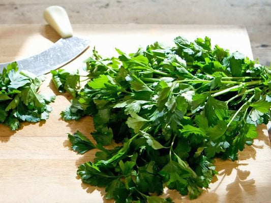 Leisure Cilantro Seeds Coriandrum sativum Herb and Edible Seeds
