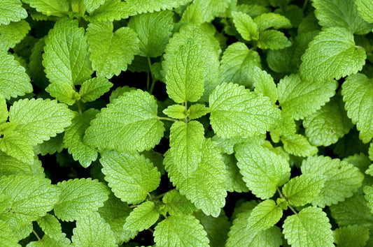 Lemon Balm Melissa officinalis fragrant herb seeds for planting