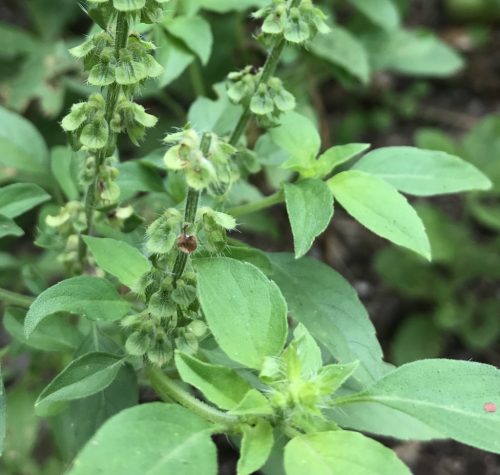 Lemon Basil seeds producing citrus-scented plants