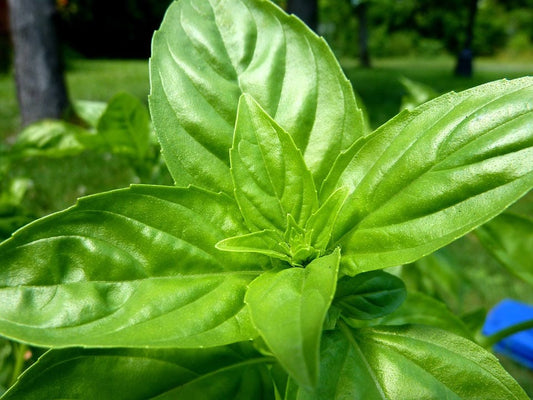 Lemon Basil seeds Ocimum basilicum for herb gardens