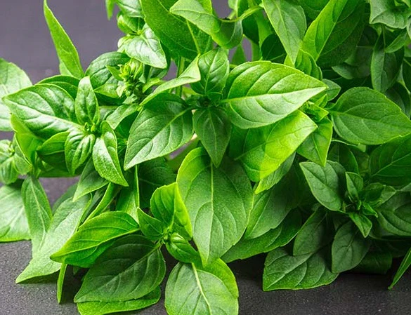 Lemon Basil seeds Ocimum citriodorum ornamental herb