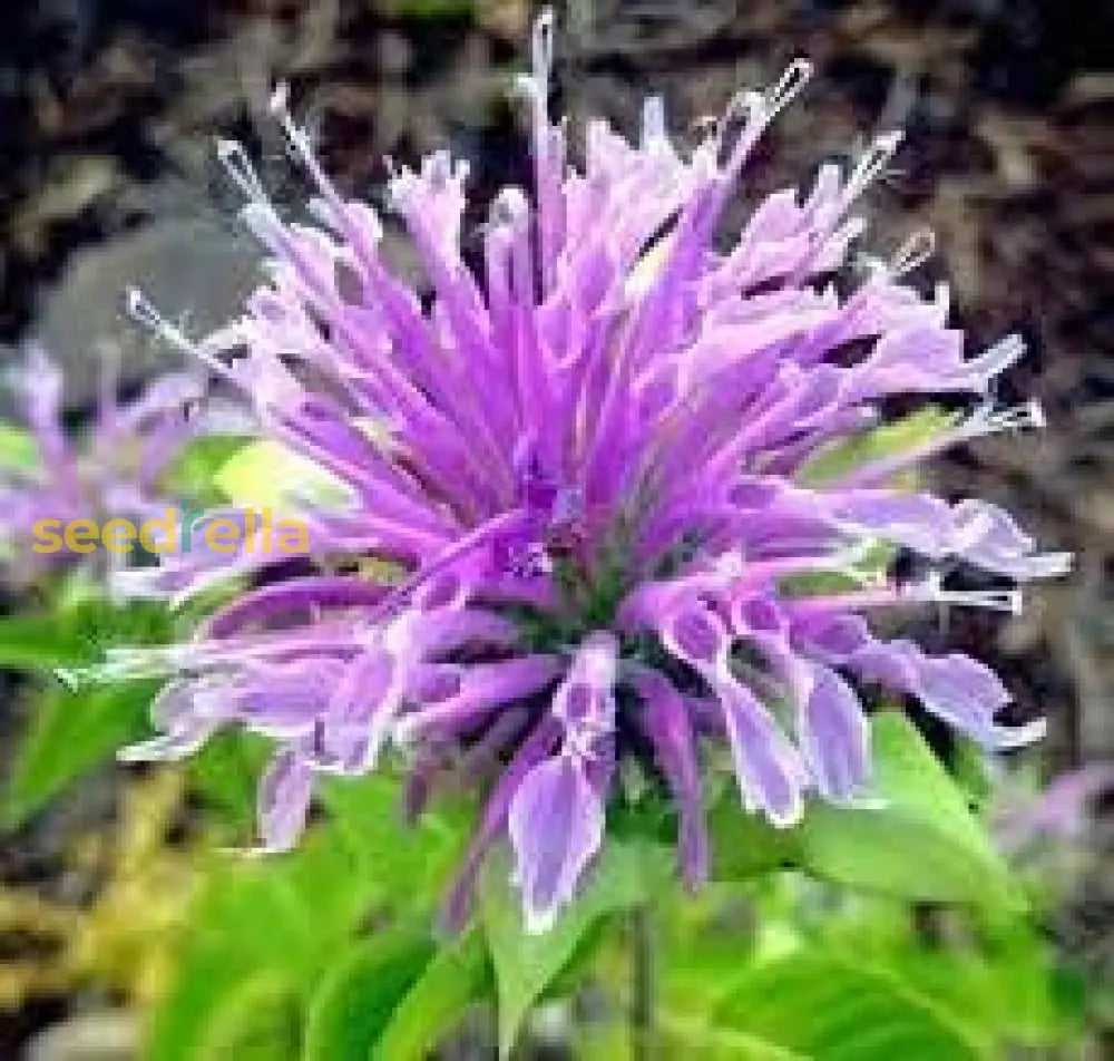 Lemon Bergamot Herb Seeds For Easy Planting