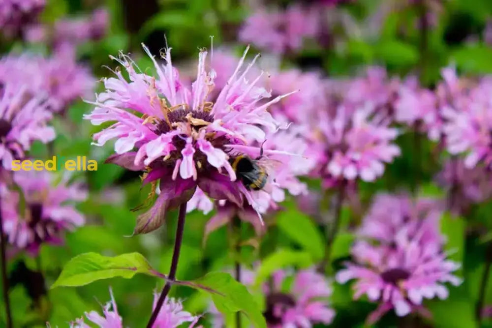 Lemon Bergamot Herb Seeds For Easy Planting