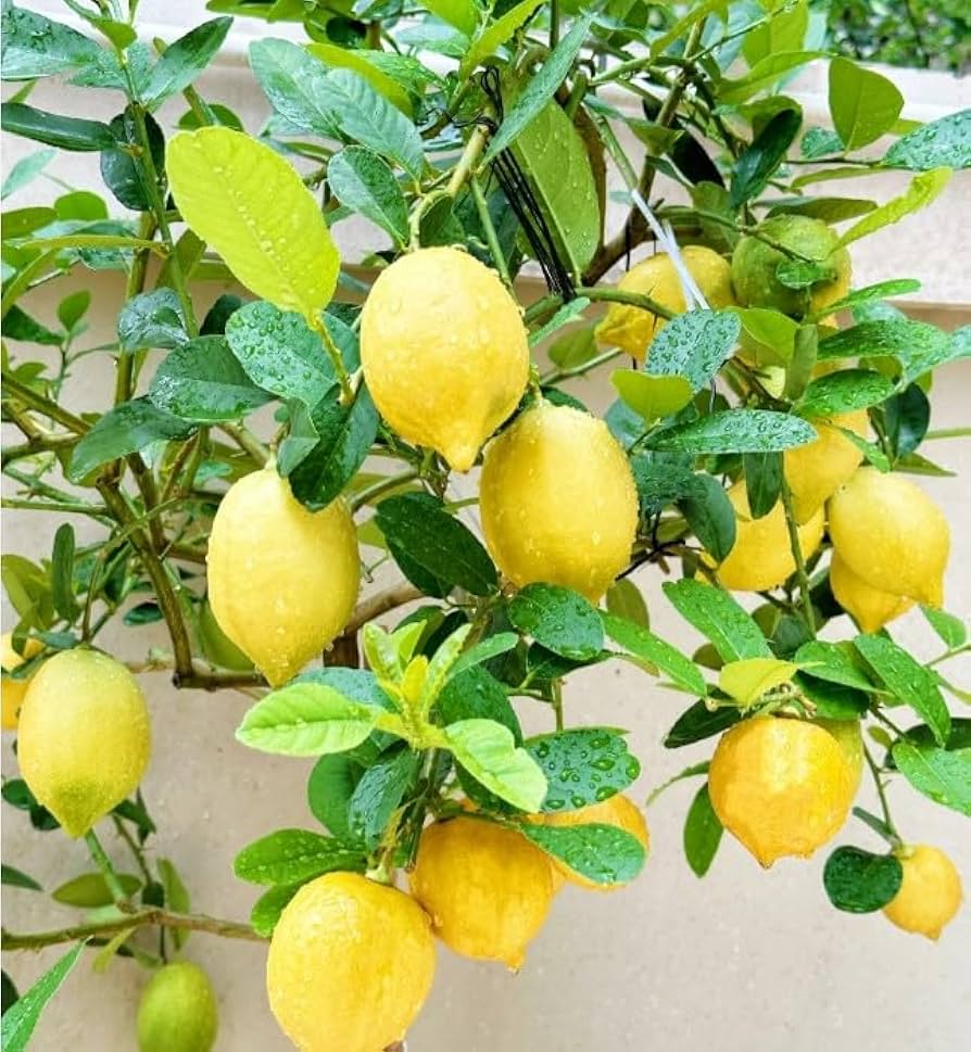 Lemon tree seeds grown as bonsai in pots with glossy green leaves