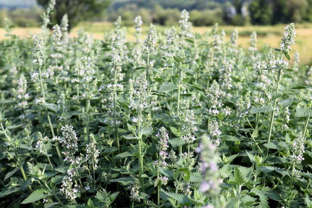 Aromatic foliage of Lemon Lemony Catnip herb